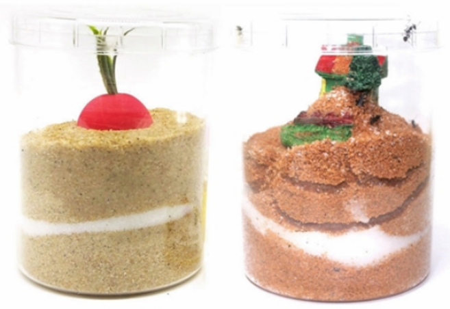 개미키우기 세트(개미포함)-개미집+일개미+알또는애벌레/곤충의 한살이과정 관찰/입체터널모습 관찰, 1개