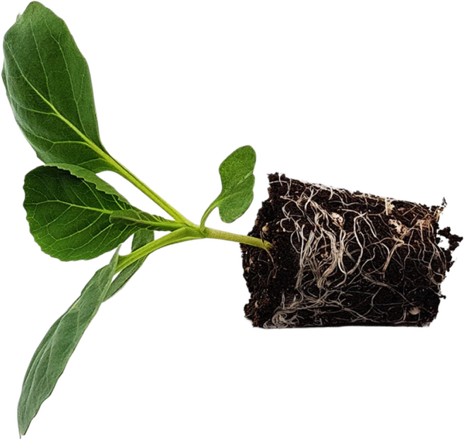 마이플랜트 미니양배추 꼬꼬마 모종, 6개