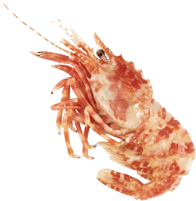 자연산 특 A급 닭새우 러시아 자숙닭새우, 1kg, 3박스