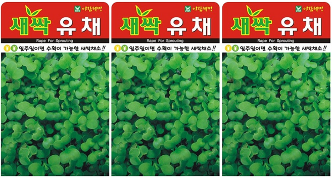 새싹유채 씨앗 (합 90g) 유채 씨 소독되지 않은 새싹 전용 씨, 3개