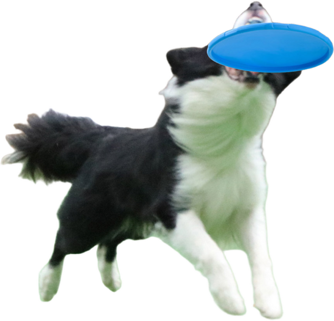 강아지 원반 실리콘 소형 중형 대형 프리스비 훈련 용품, 대(22cm), 오렌지, 1개