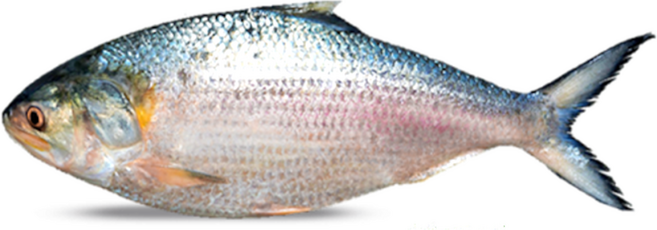 Frozen Hillsha 900~1000g 냉동 힐샤 피쉬 (청어), 900-1,000g, 1개