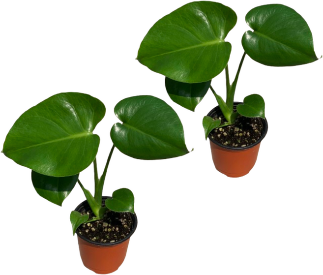 몬스테라 2개입 (포트지름10cm) 델리시오사 공기정화 식물 소품 대성식물