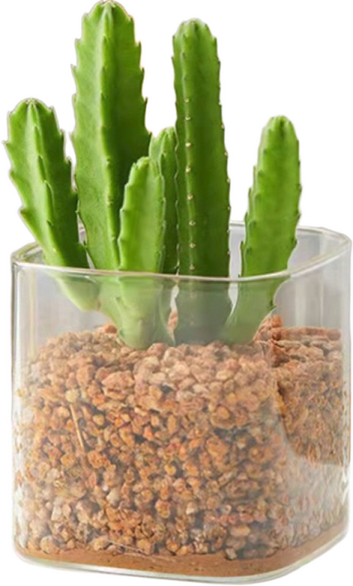 레디박스 유리 화분 심플 사각 미니 다육 수반 화병, 2개