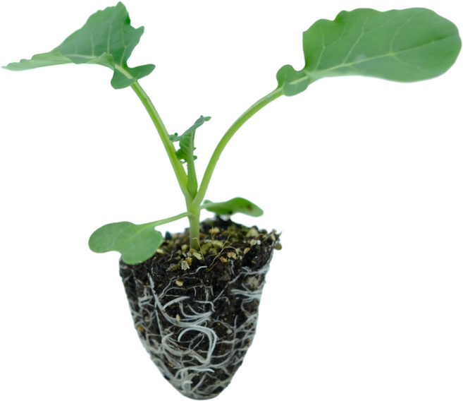 파머씨드 브로콜리 모종 8개 텃밭 채소, 15개, 브로콜리 15개