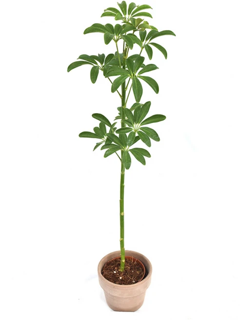 쉐프렐라 Schefflera 홍콩야자 실내식물 공기정화식물 플랜테리어 인테리어 무호화훼 서비내, 1개 - 쿠팡