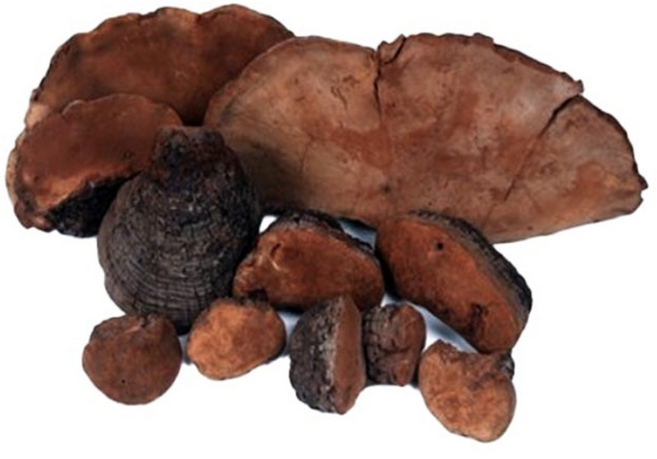 상황버섯말굽절 / 중국산 (500g), 500g