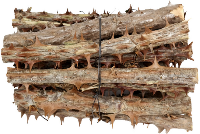 신선약초 자연산 엄나무, 300g, 1개