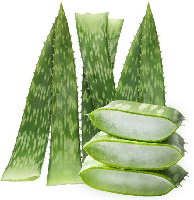 권도영알로에 식용 생알로에 사포나리아 1kg 유기농 생잎, 1개