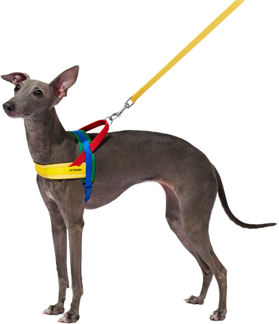 VETRESKA_크로마 강아지 하네스 & 리드줄 세트, 옐로우, 1개