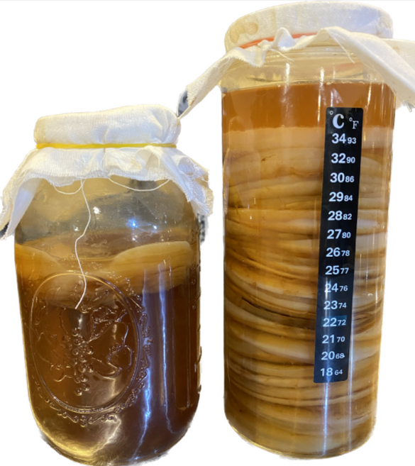 스코비 콤부차 원액 만들기 (kombucha scoby) 1개 홍차버섯