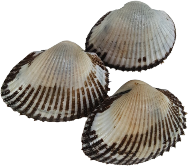 [보성농수산] 맛있는 벌교 새꼬막 당일채취 산지직송 벌교우체국택배발송, 1개, 새꼬막 2kg