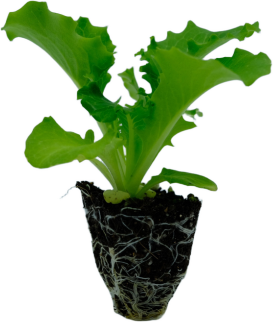 [파머씨드] 청상추 진청맛 모종 15개 채소 텃밭 모종 묘종 상추 키우기