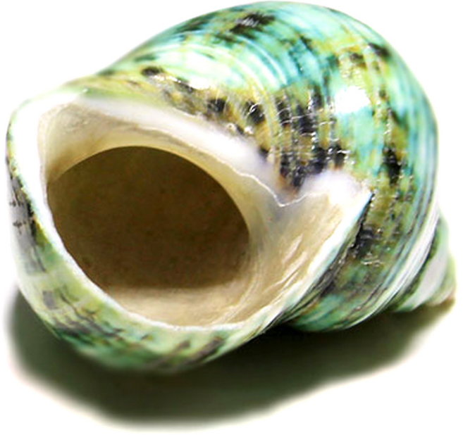 소라게 그린터보 쉘 은신천, 1개