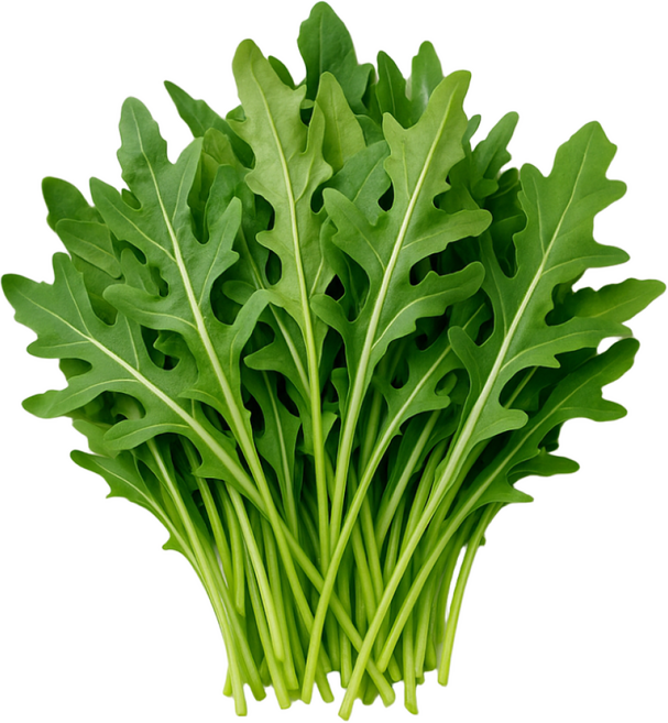 테이블센스 와일드 베이비 루꼴라 가락시장 당일경매, 1개, 500g