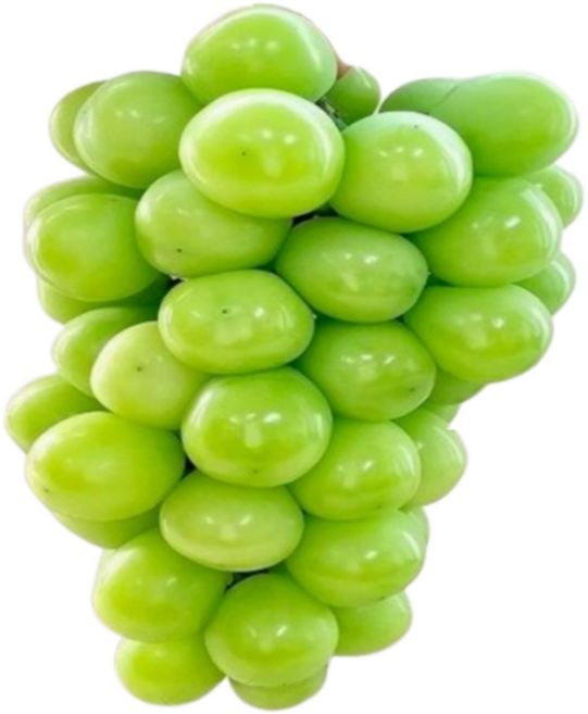 ( 당도 선별 ) 경북 김천 프리미엄 고당도 선물용 특품 샤인머스켓, 1개, 4kg 4-5수 (선물용 박스)