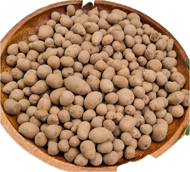 안동마씨앗 참마씨앗 마씨앗 종자 안동마 참마 산마 생마 뮤신 혈관 소화 위 신장 기관지, 기본, 1개