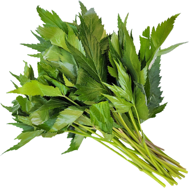 야채이야기 당귀잎 1kg (0.9-1kg) 특수야채 모듬 쌈채소, 1박스