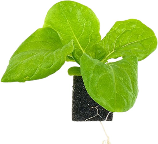 자람홈미니 수경재배 청치마 상추 모종, 6개