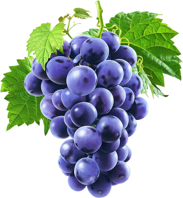 황금 포도 복이 들어오는 캔버스 액자 자손 번성 과일 청포도 풍수 인테리어, 17 결실포도