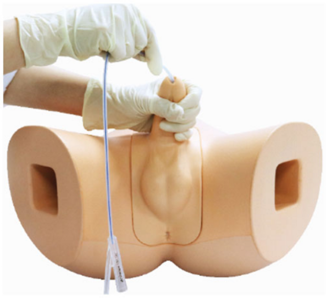 남성 도뇨실습 모형 BT-CSCM, 1개