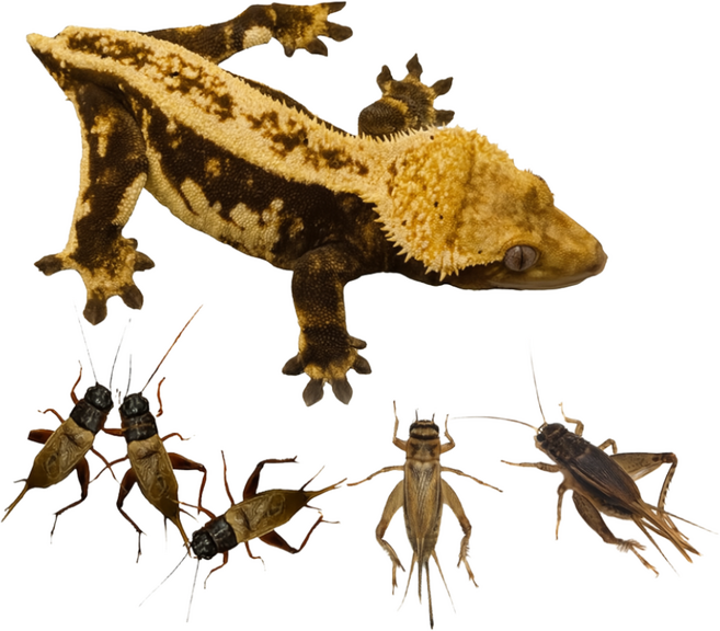 [일반포장] 생물 먹이용귀뚜라미 1+1행사중 레오파드 크레스티드게코 도마뱀 햄스터 고슴도치 낚시미끼 핀해드50+50마리, (일반포장) 50+50마리, 1개, 중(1.5cm)