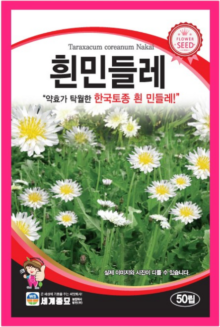 흰민들레 50립/ 하얀민들레씨앗 꽃씨 민들레씨앗 야생화씨앗, 1개
