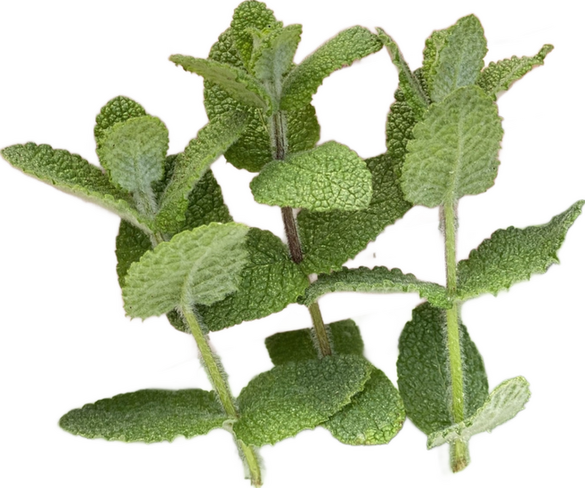 산지직송 신선한 애플민트 생잎, 50g, 길고 짧은 잎, 50g, 1개, 1개입