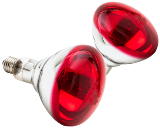 늘푸른농원 적외선 레드 전구, 1개