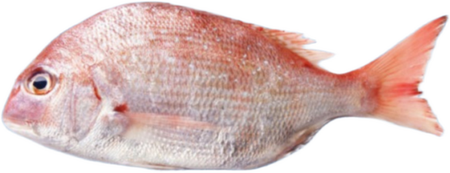 국내산 손질 참돔 (하루동안 자연 건조 후 1미씩 진공포장), 1개, 600g이상