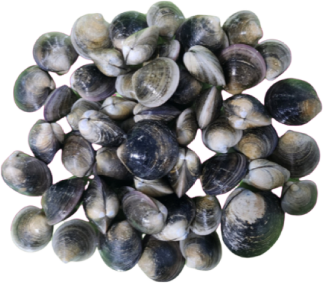 모시조개 1kg 남해안 조개탕 시원한 국물요리, 1개