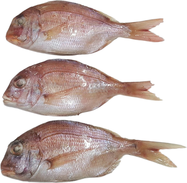 자갈치닷컴 냉동도미 도미, 180g (20-23cm)전후, 5개