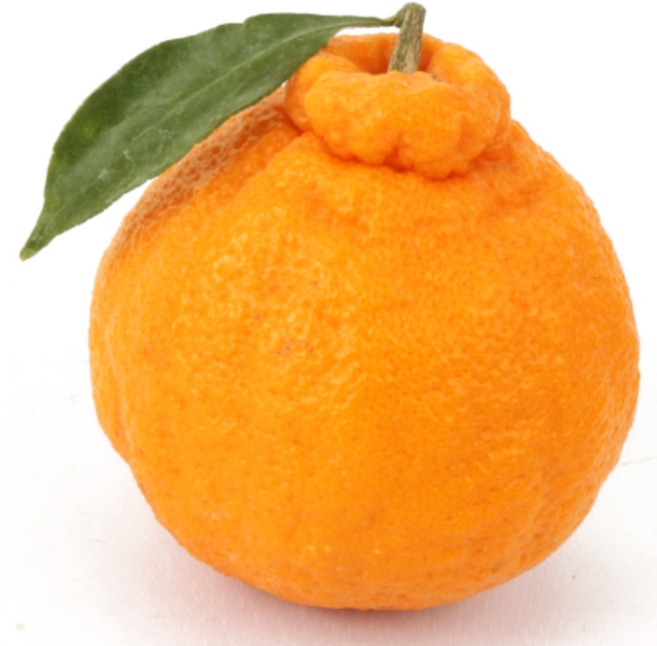 프리미엄 고당도 제주 한라봉 - 프리미엄/가정용 옵션, 1박스, 가정용 노지한라봉 소과 4.5kg