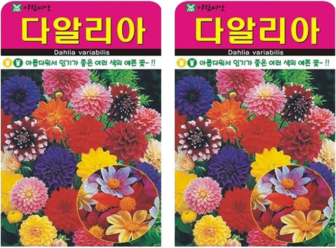 다알리아 꽃 씨앗 (합 200립) 꽃씨 종자, 2개