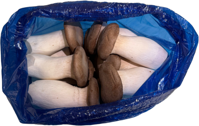 팜n팜 친환경 새송이 버섯, 1박스, 새송이 특 2kg