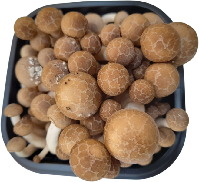 싱싱한 만가닥버섯(약150g) 10개 박스