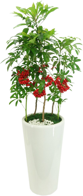 만냥금 개업선물/공기정화식물/전국꽃배달서비스, 1개