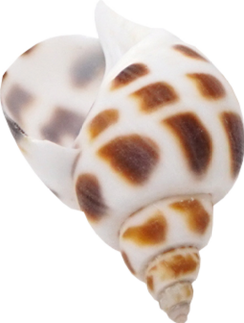 세남자바스켓 마리모 장식 피규어 모음