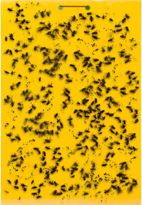 라이즈온 러브버그 모기 벌레 날파리 해충 퇴치 끈끈이 트랩, 10g, 50개