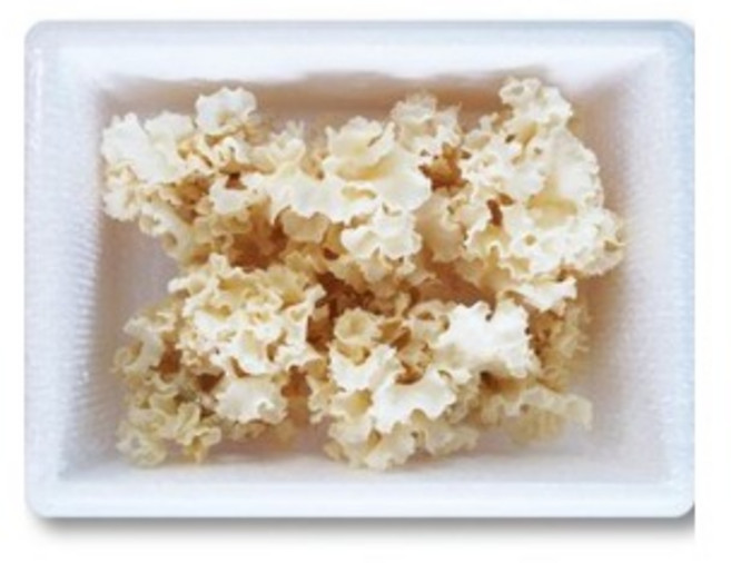 유기농 GAP 인증 국내산 생꽃송이버섯 최상급, 500g, 1개