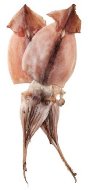 야들야들 쫄깃한 해풍에 말린 반건조 오징어 피데기 원양산 국내가공, 3개, 550g 내외 5미