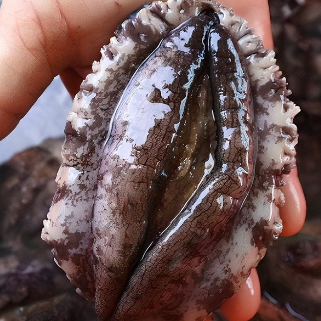 싱싱해 완도 활 전복, 1박스, 3호 (대)10-11미 1kg