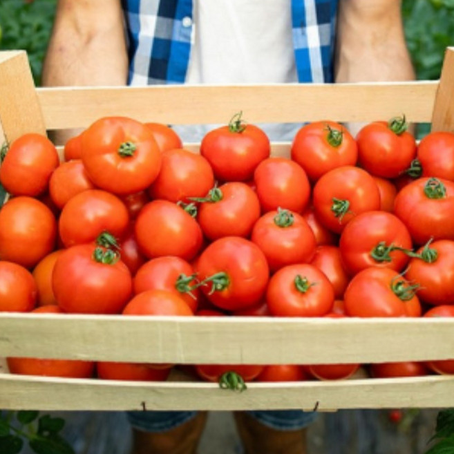 황금열매 주스용 맛있는 완숙 일반 찰 토마토 쥬스용, 1박스, 찰토마토 10kg 3번과