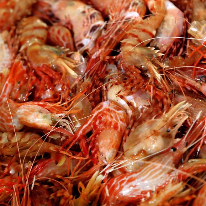 [산지직송] 헤드스톤 활 독도새우 프리미엄횟감, 1박스, 1kg