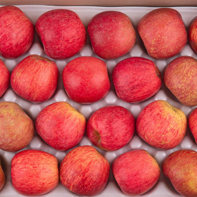 ( 프룻 ON) 경북 선물용 고당도 사과 정품, 1개, 대과 5kg (선물포장)