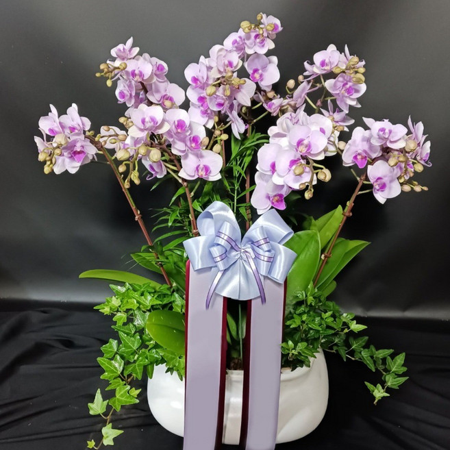 꽃썸플라워 서양란 [당일배송] 승진 진급 영전 개업 축하난 핑크색(고급), 1개