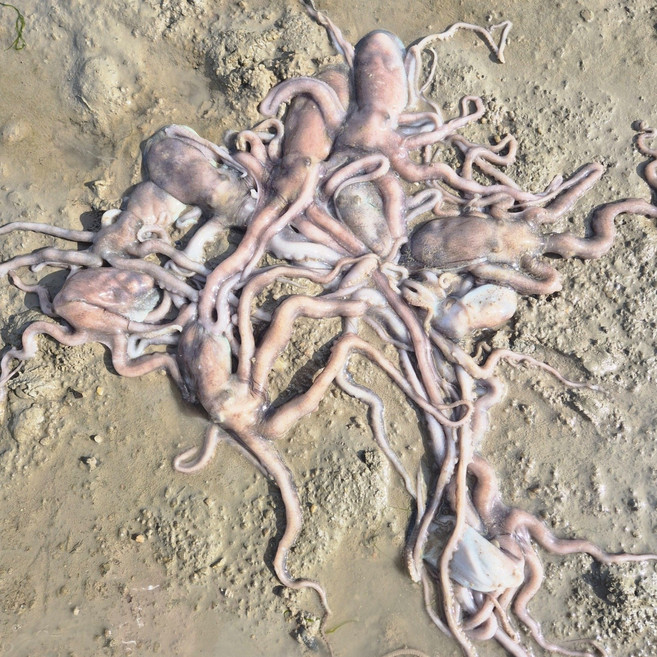 직접잡은 국내산 뻘낙지 살아서도착 무안 신안 목포 해남 산낙지 탕탕이 낙지볶음 연포탕, 5개, 90g~120g(중낙지)