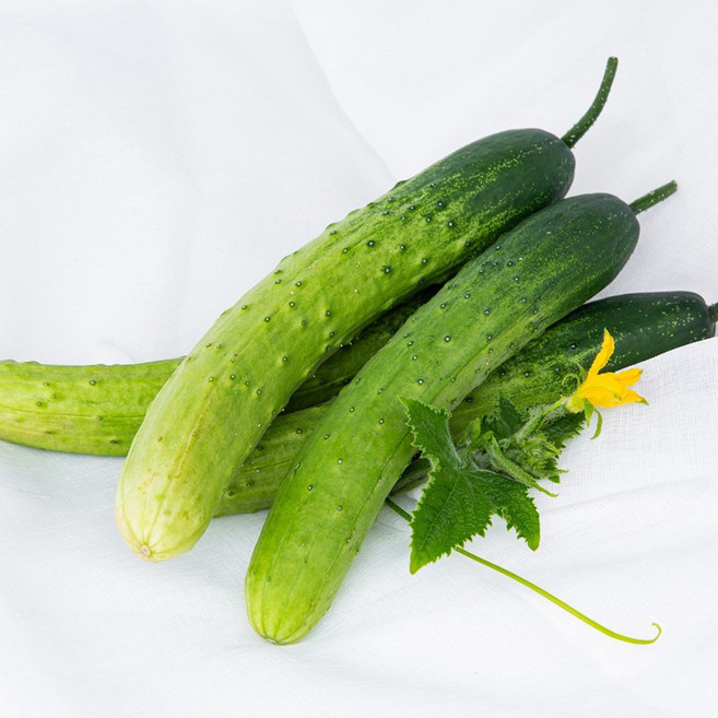 [올더야미] 국내산 25년 햇수확 백오이 상품 5kg(30개 내외), 1개, 단품