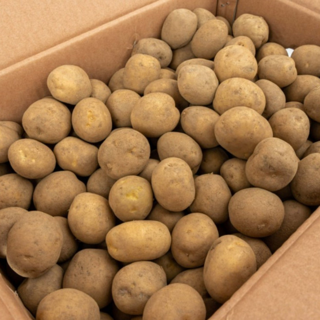 강원농산 강원도 고랭지 정품 채종 수미 씨감자 10kg 감자씨 주말농장 모종, 1개