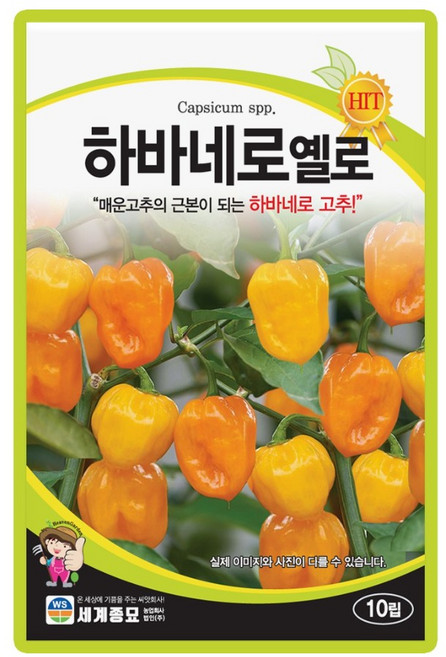 세계종묘 하바네로옐로 청양고추 씨앗 10립 하바네로 고추 씨 종자, 2개